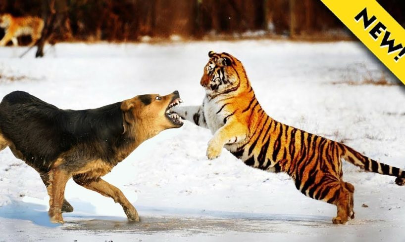 WILD ANIMAL FIGHT - Most Amazing Moments of Wild Animal Fights