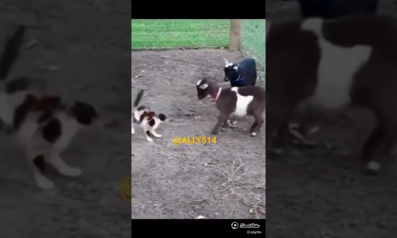 animal fights new funny video #shot