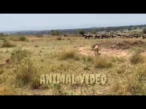 animal video.animal fights to the death||animal fights to the death in the wild.