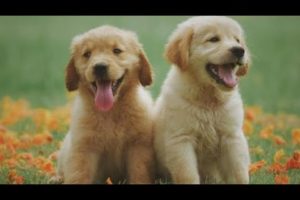 cute baby puppies