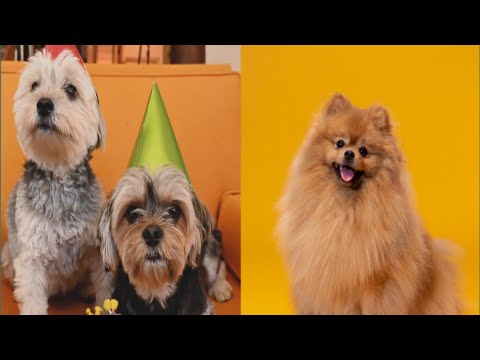 cute dogs, cute animals, dog videos, cute puppies