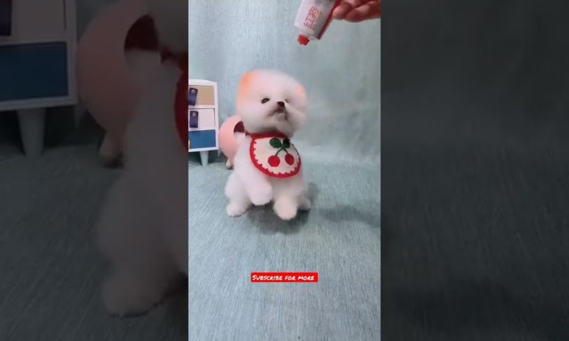 cutest puppies funny 🤣 video 😂 #shorts #dog #animal