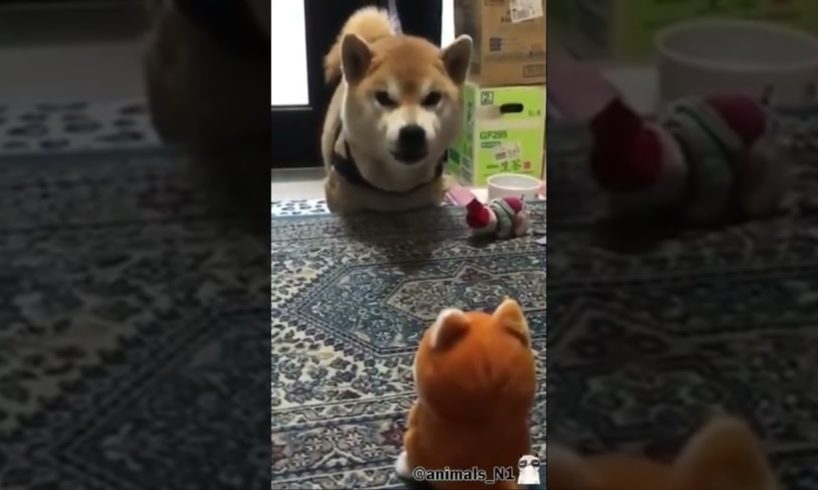 dog playing with a toy ##dog #dogs #tiktok #animals #shorts