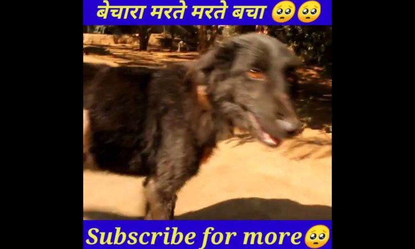 मानवता अभी जिंदा है🙏🙏#shorts #animals #viralshorts #youtubeshorts