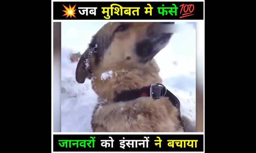 ये जानवर बहुत बड़ी मुशिबत में फंस गए ❤️👍 #animals #rescue #shorts