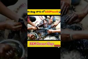 😭ఈ dog తారు లో పడిపోయింది|dog rescue team|dog rescue videos 2022|rescue team saves dog🔥#shorts#viral