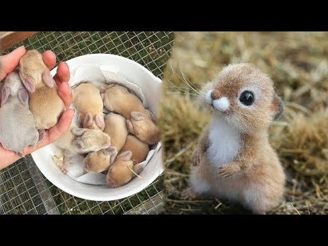 AWW SO CUTE! Cutest baby animals Videos Compilation Cute moment of the Animals - Cutest Animals #53