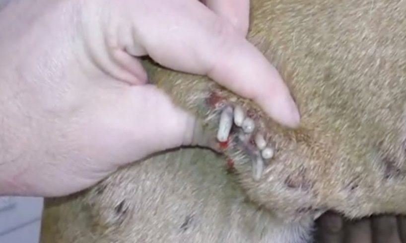 Removing Monster Mango worms From Poor Dog! Animal Rescue Videos 2022