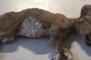 Removing Monster Mango worms From Poor Dog! Animal Rescue Videos 2022