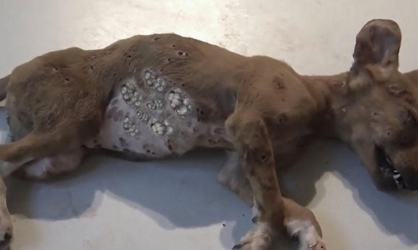 Removing Monster Mango worms From Poor Dog! Animal Rescue Videos 2022