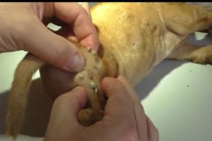 Removing Monster Mango worms From Poor Dog! Animal Rescue Videos 2022