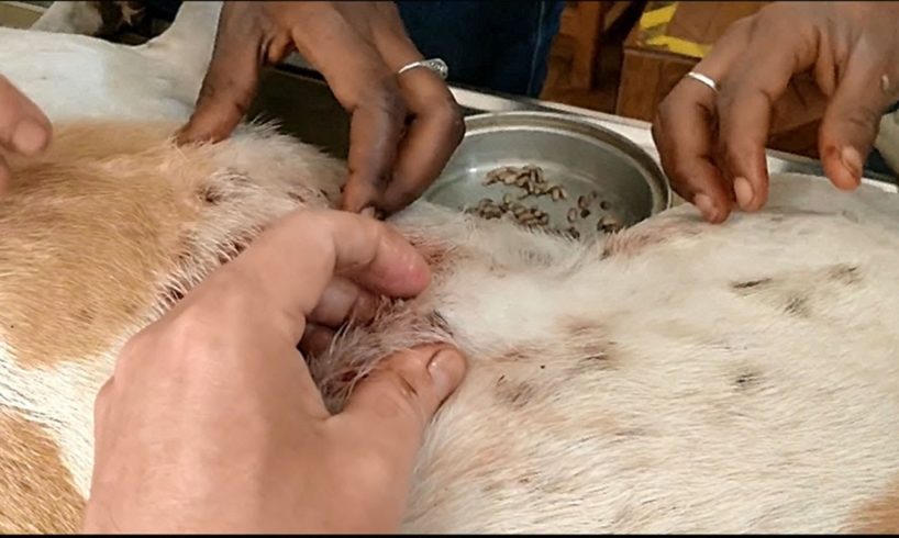 Removing Monster Mango worms From Poor Dog! Animal Rescue Videos 2022