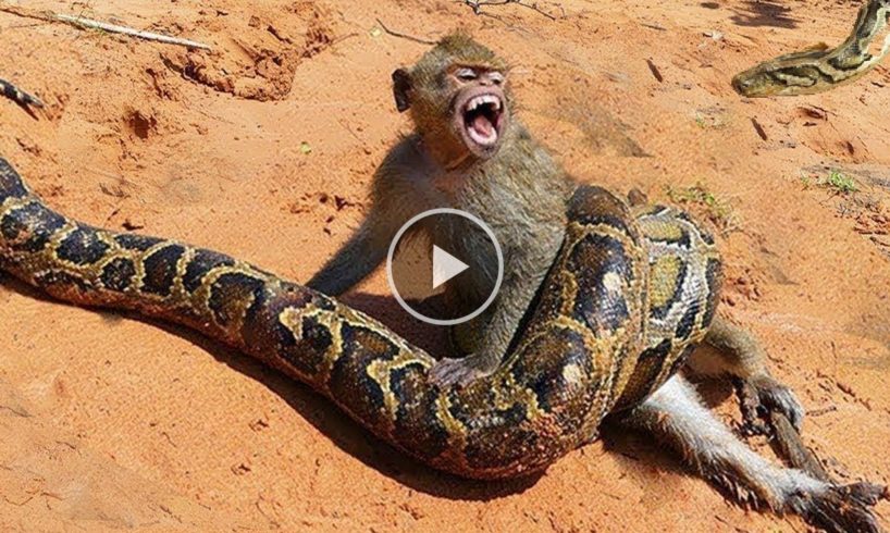 30 CRAZIEST ANIMAL FIGHTS CAUGHT ON CAMERA