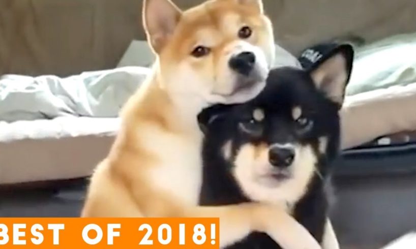 BEST ANIMALS OF 2018 Pt. 1  | Funny Pet Videos