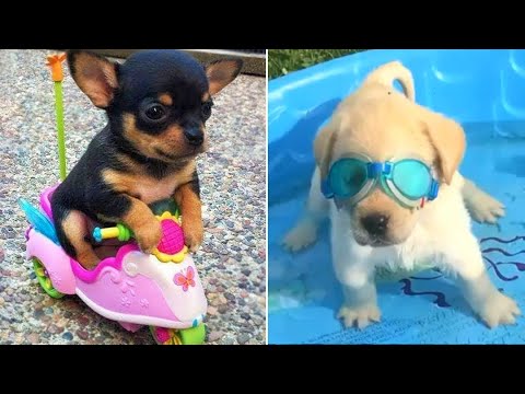 Baby Dogs 🔴 Cute and Funny Dog Videos Compilation #3 | Funny Puppy Videos 2021