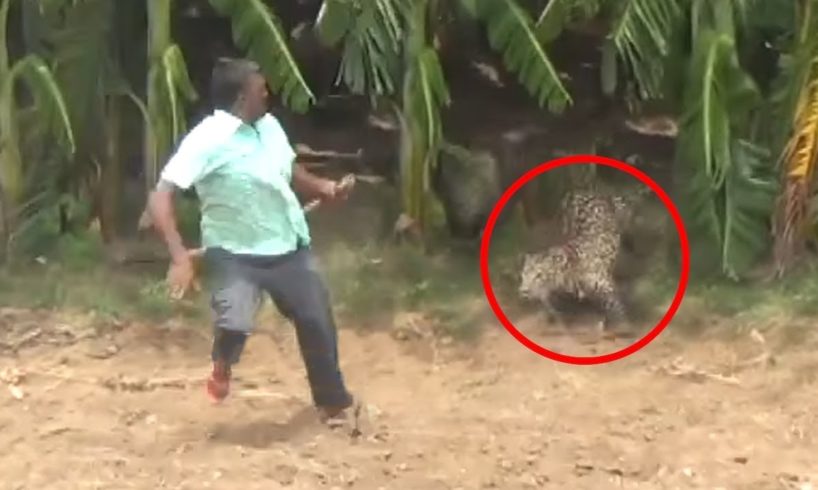 Best Leopard Encounters That Will Haunt You Forever