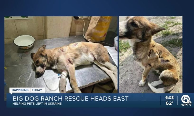 Big Dog Ranch Rescue to save hundreds of dogs in Ukraine