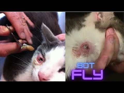 Bot Fly Larva Removal From cats eye and neck ||Animal Rescues