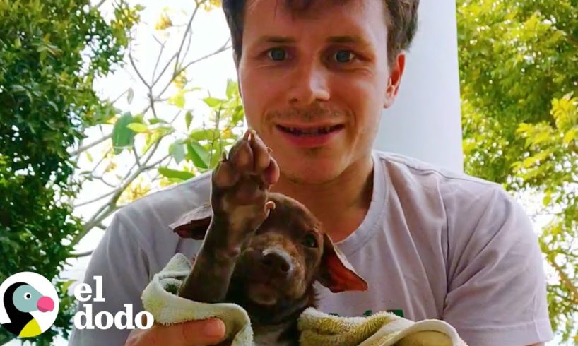 Cachorrita tirada en la calle es tan esponjosa y feliz ahora | El Dodo