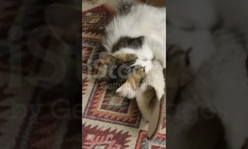 Cat is fighting with sleeper funnyvideo cutenaby animalvideo babyvideo #cute #animal #shorts #viral