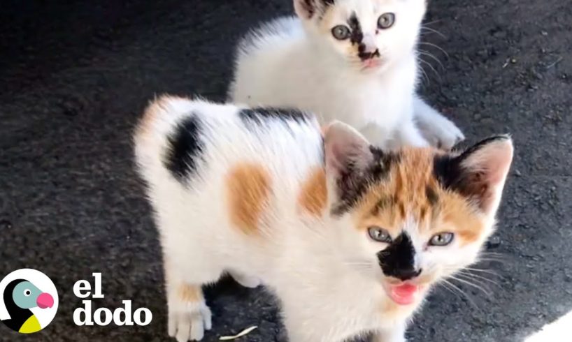 Chica encuentra dos gatitos callejeros preciosos durante su camino a casa del trabajo | El Dodo