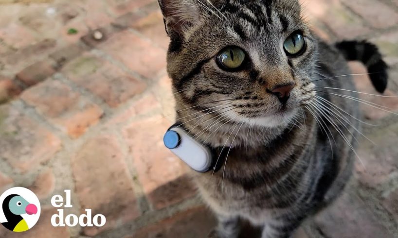 Chico le hace a su gato una cámara pequeña de collar para ver qué hace afuera | Cat Crazy | El Dodo