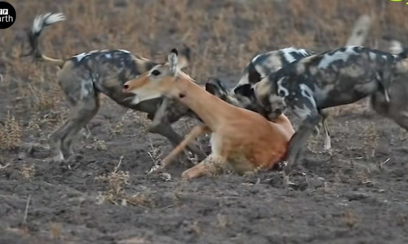 [Close-Up] Wild Dog Attack and Eat Alive Impala - Animal Fighting | ATP Earth