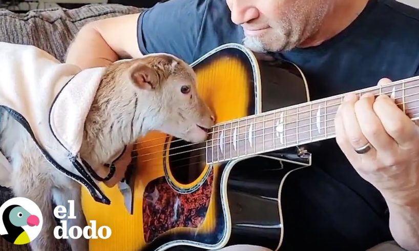 Cordero rescatado está obsesionado con la guitarra de su papá | Pequeño y Valiente | El Dodo