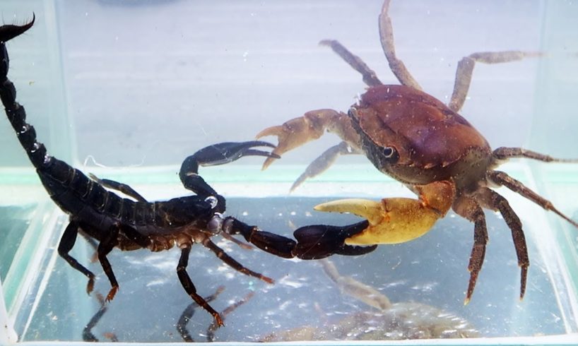 Crab vs Scorpion Underwater - Caranguejo vs Escorpião