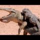 Crocodile vs Crocodiles — Crazy Animal Fights COT ON CAMERA - Part 18