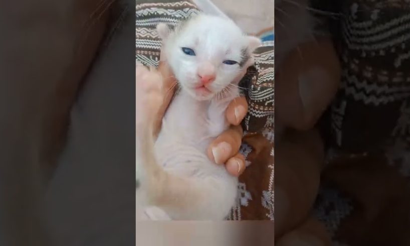 Cutest kitten meowing too much 😺