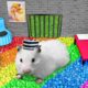 🌈 DIY Hamster Maze | Colorful Prison