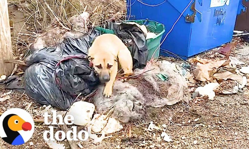 Dog Rescued From A Dumpster | The Dodo Foster Diaries