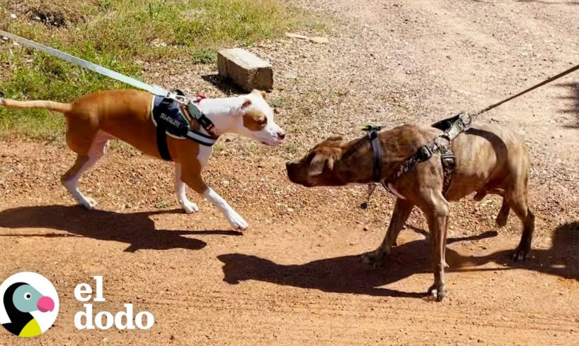 Dos perros rescatados juntos tienen la reunión más dulce | Puro Pitbull | El Dodo