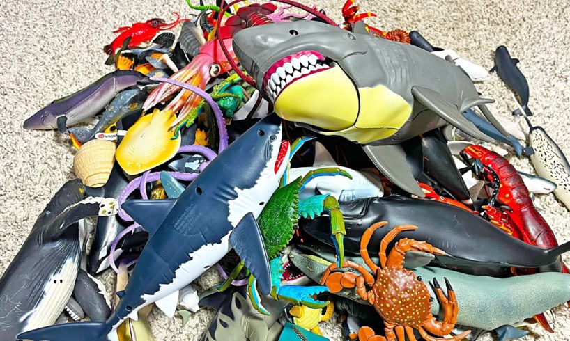 Entire Sea Animals Collection - Shark, Whale, Dolphin, Turtle, Crab, Squid, Dugong, Eel, Fish