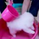 First Cute Pomeranian Puppy Bath | Funny Dogs Puppies | Min Puppy #6