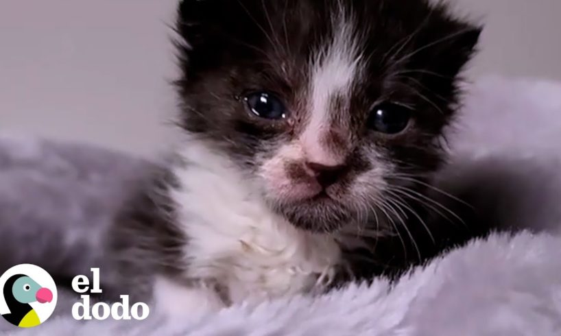 Gatita huérfana de 1/2 kilo es adoptada por un gran danés de 72 kilos | Pequeño y Valiente | El Dodo