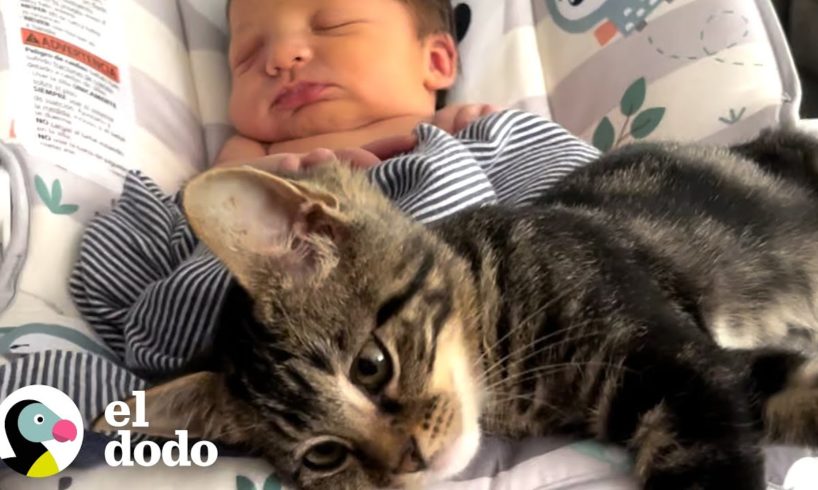 Gatita insiste en supervisar la hora del baño de su hermanita todas las noches | ¡Adóptame! |El Dodo