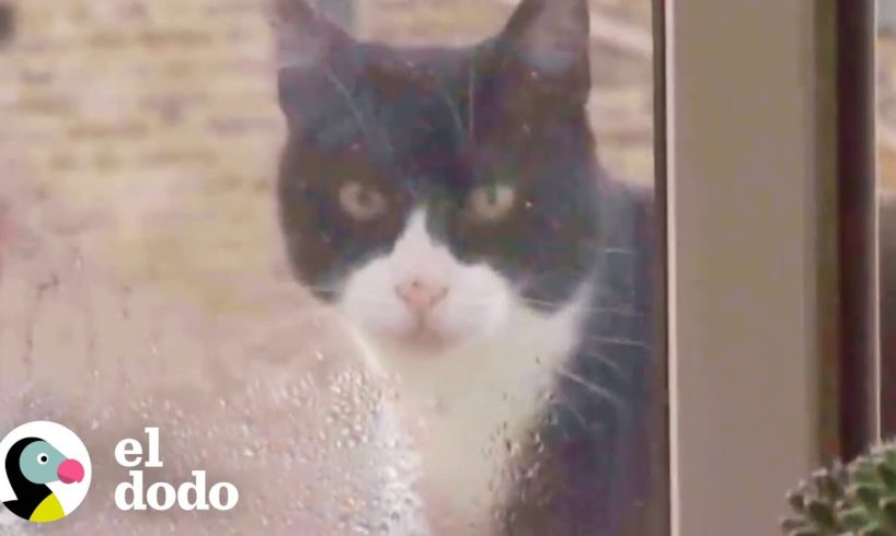 Gato callejero espera en la ventana de un chico hasta que es adoptado | El Dodo