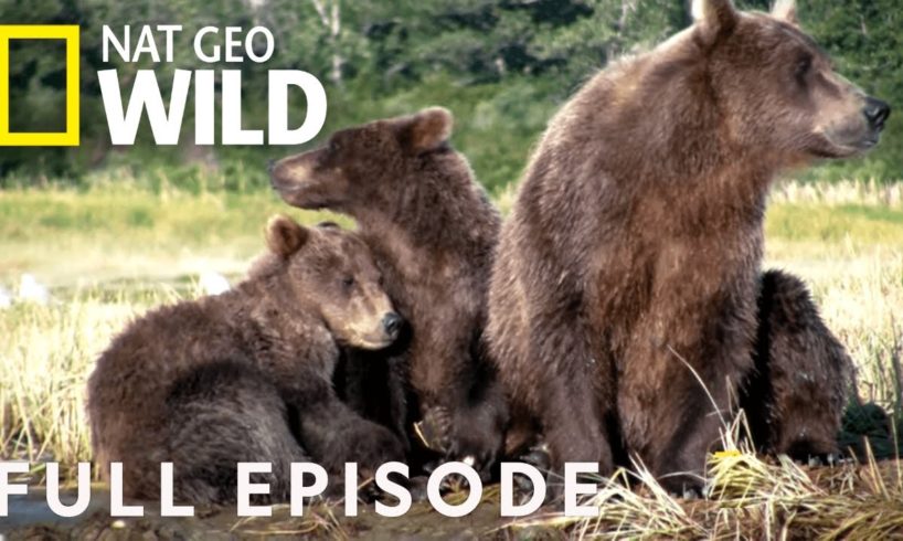 Grizzly Bears, Buanacos, Beetles (Full Episode) | Animal Fight Night