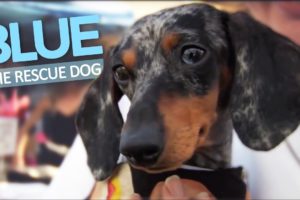 Heartbreaking Story of Blue the Rescue Dog - ADOPT!