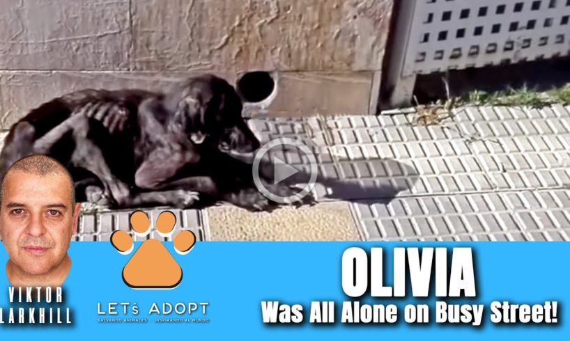 Hope Rescues Abandoned Olivia From Busy Street - @Viktor Larkhill Extreme Rescue