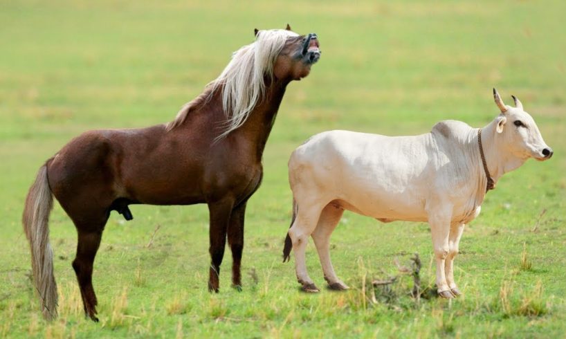 Horse Mating with Cow | Wild Animal Fights Caught On Camera (Wildlife Documentary)