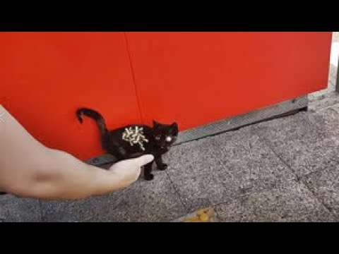 HuH ! ! Poor Kitten RESCUED Just in Time! Feeding Abandoned Stray Cat And Animal Rescue