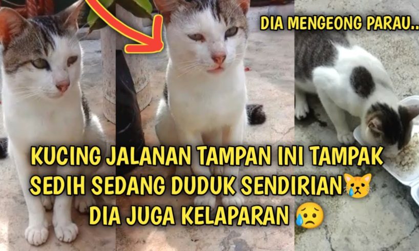 Kucing Jalanan Tampan sedang Sedih Duduk Sendiri Mengeong Kelaparan | Video Sedih Kucing Jalanan