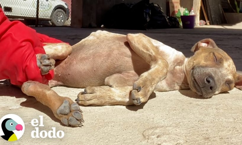 La forma en que este perro corre hace que su mamá sonría cada vez | El Dodo