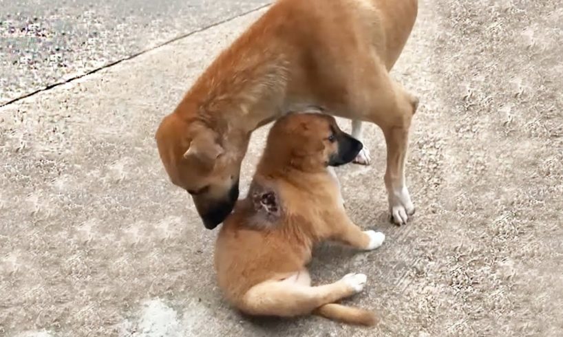 Mother Dog Licks Her Puppy's Wound to Comfort Him - Heartbroken Rescue