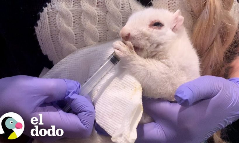 Mujer pasa 5 meses salvando una ardilla blanca | El Dodo