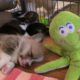 Naughty Puppies-Funniest & Cutest Labrador Puppies