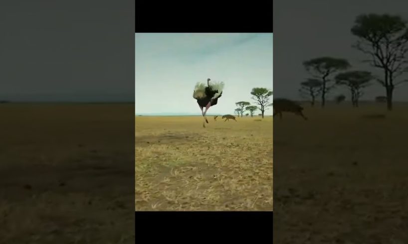 Ostrich Hyena Fight #shorts #shortsvideo